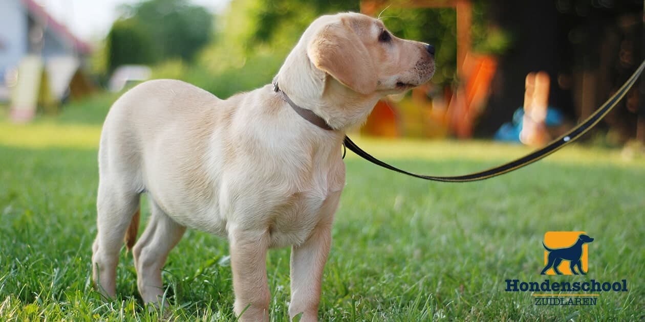 Wanneer starten met puppycursus?