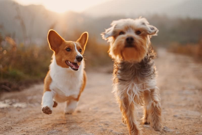 Cursus Jonge Hond
