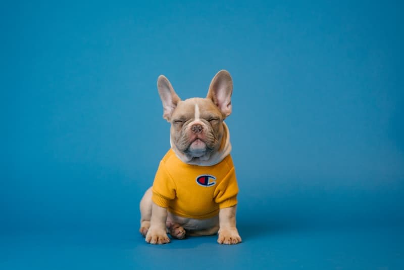 Puppy aan huis
