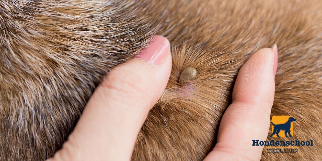 Teken bij honden: wat je moet weten