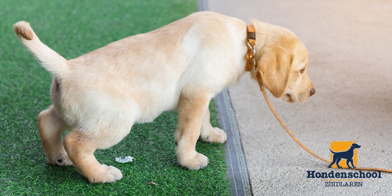 Jouw Pup Zindelijk Maken