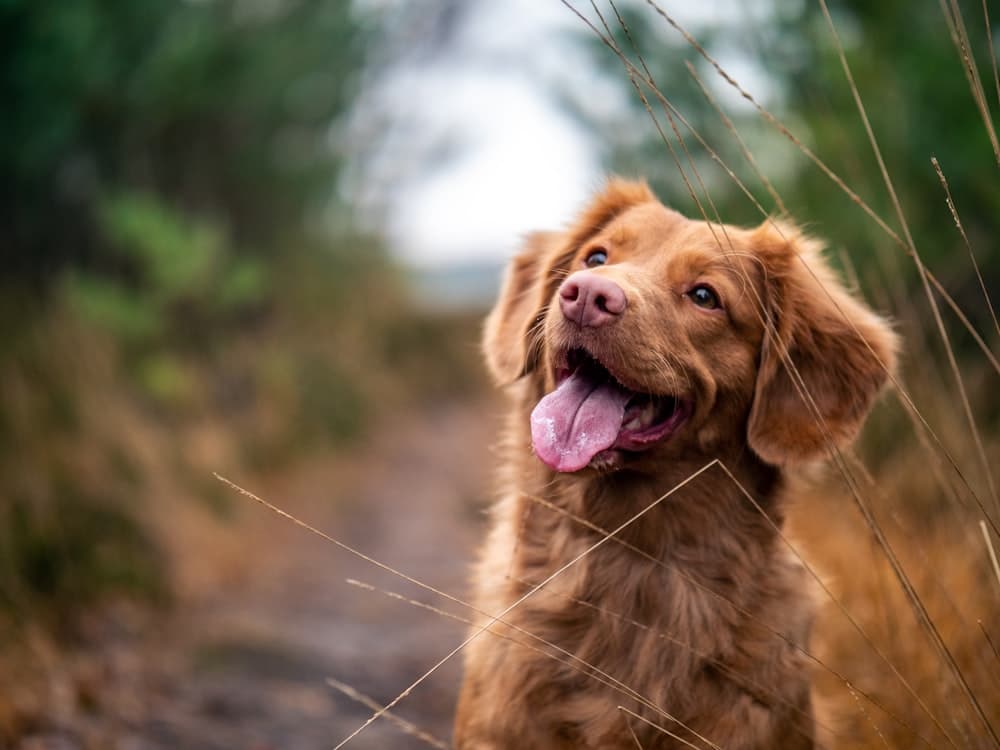 Ilona met een hond tijdens een training