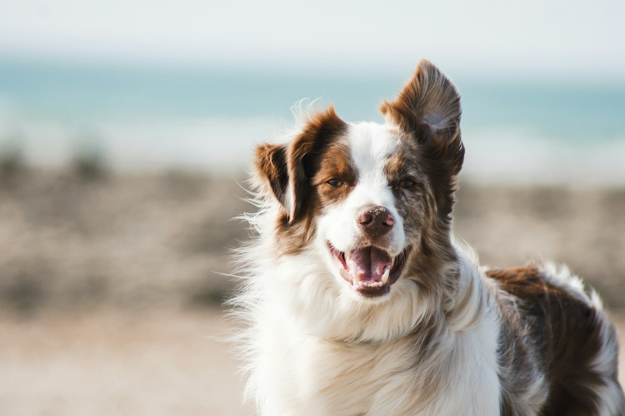 Puppytraining in een groen buitenveld