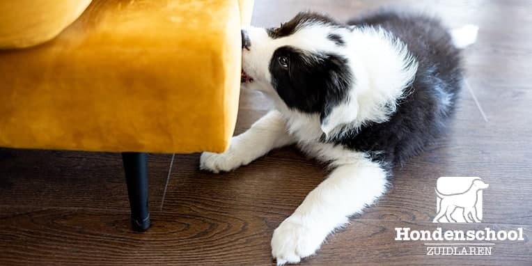 Hoe leer ik mijn puppy bijten af?