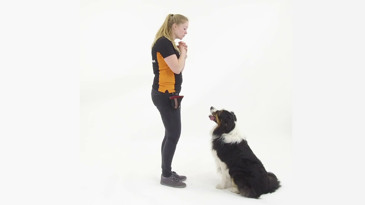 Oefening kijken |  Video Cursus | Hondenschool Zuidlaren