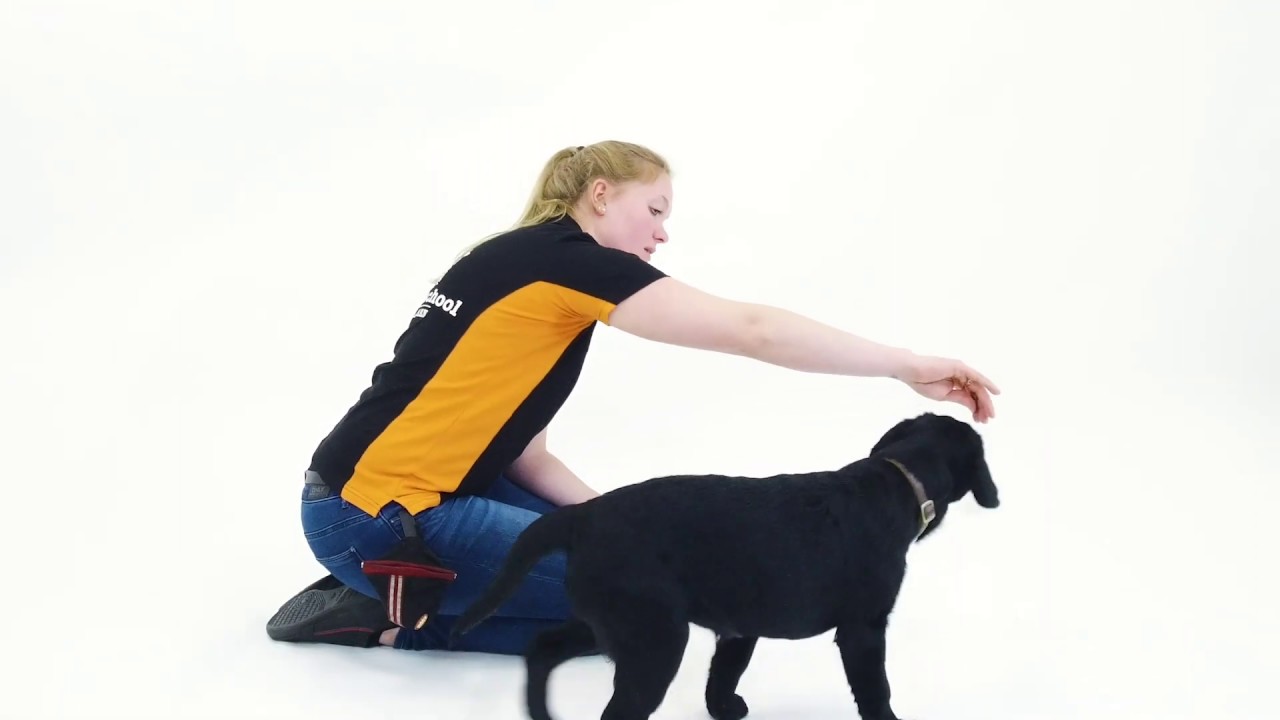 Oefening af | Video Cursus | Hondenschool Zuidlaren
