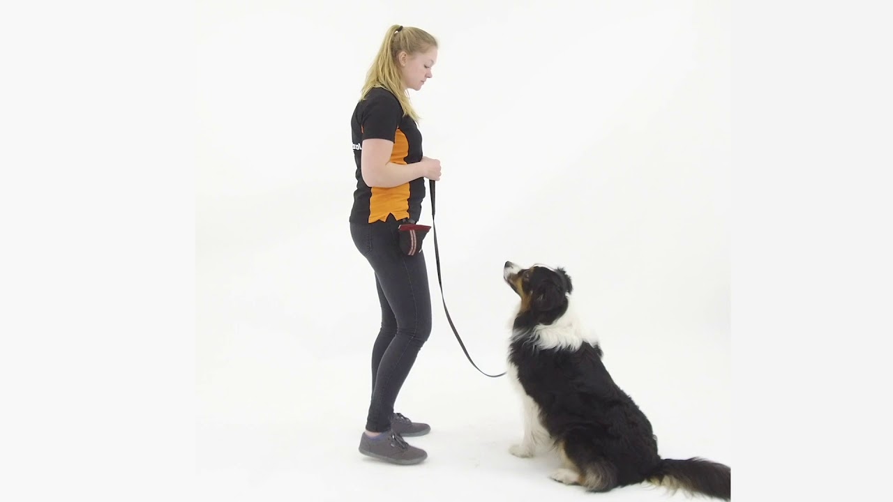 Oefening blijf | Video Cursus | Hondenschool Zuidlaren