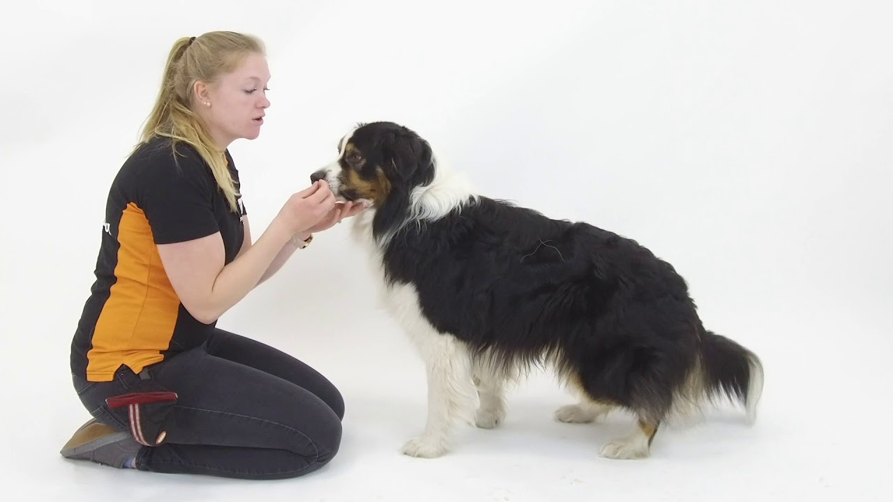 Oefening Tanden laten zien | Video Cursus | Hondenschool Zuidlaren