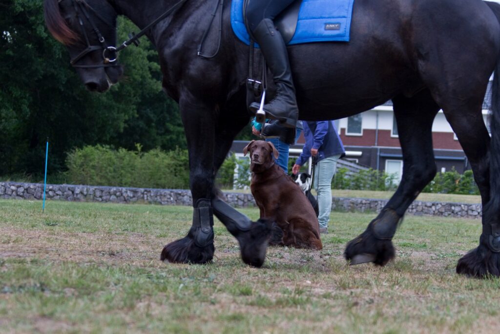 Kennismaken met paarden tijdens hondencursus Hondenschool Zuidlaren