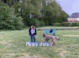 balans en coördinatie oefening hondenschool zuidlaren